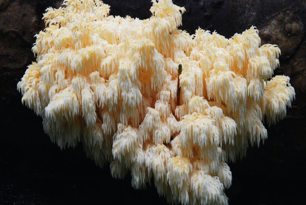 Hericium alpestre... penso